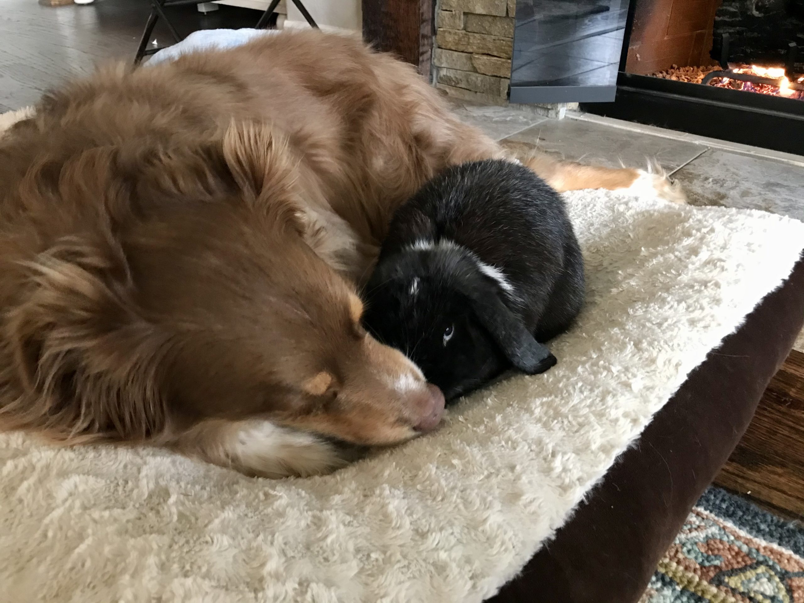 Unlikely dog and bunny best friends… they may be more spoiled than the kids!