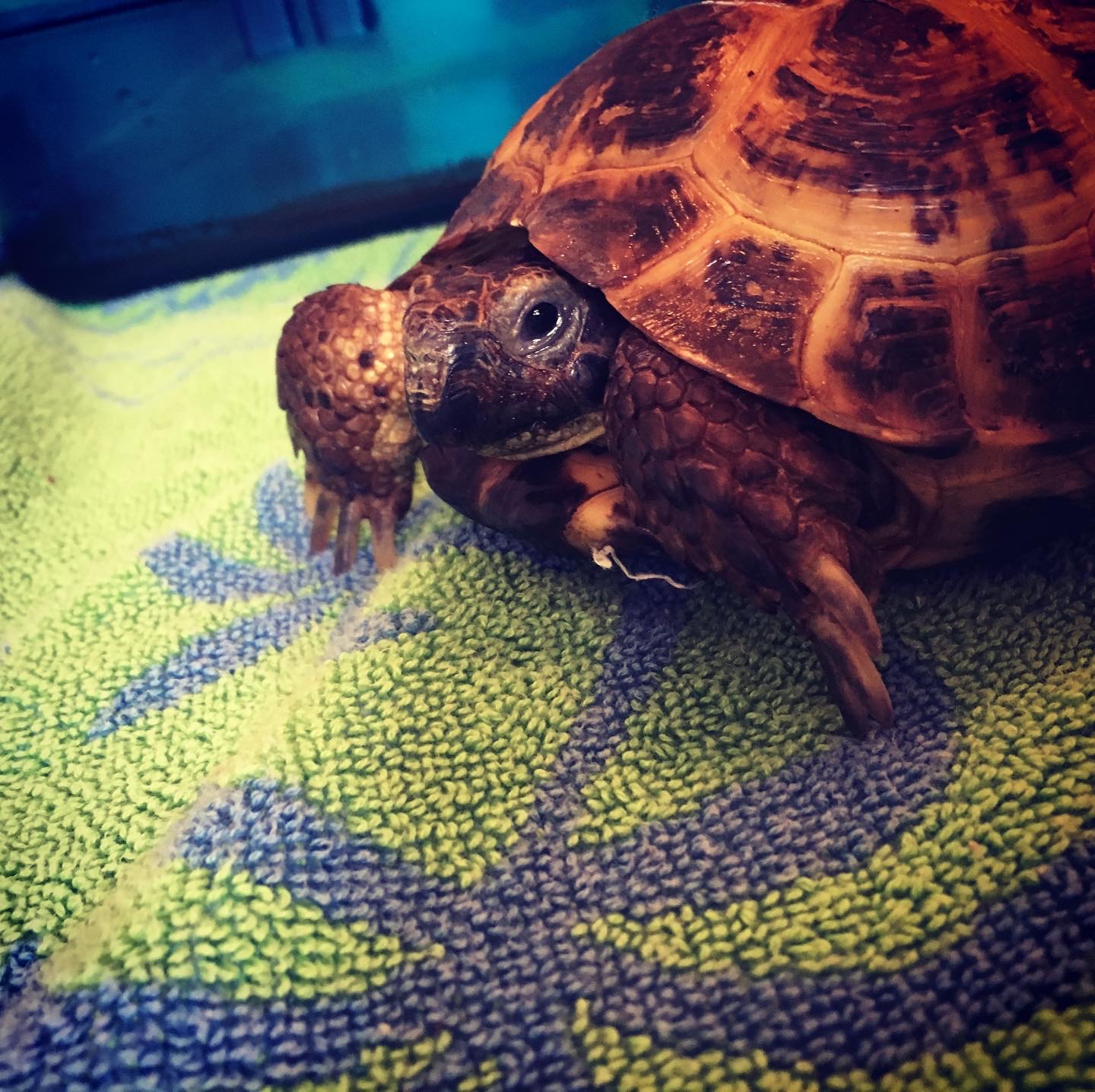 My Russian tortoise Toby