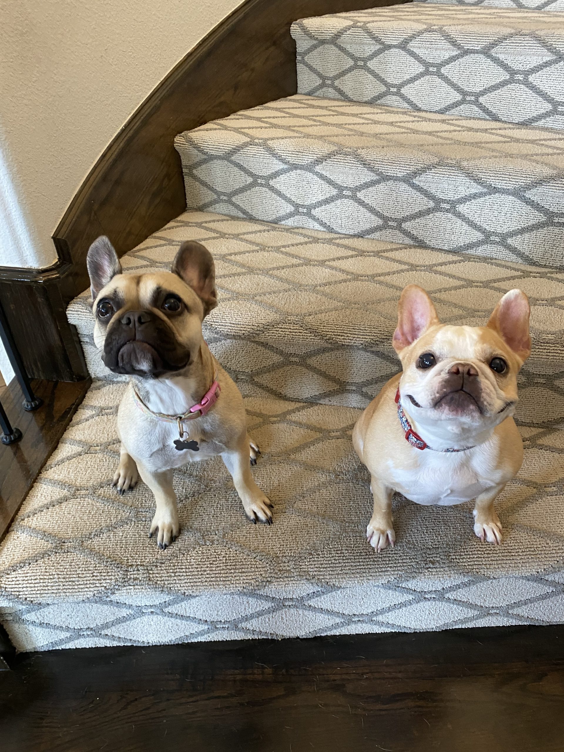 My French Bulldogs Sophie and Lucy