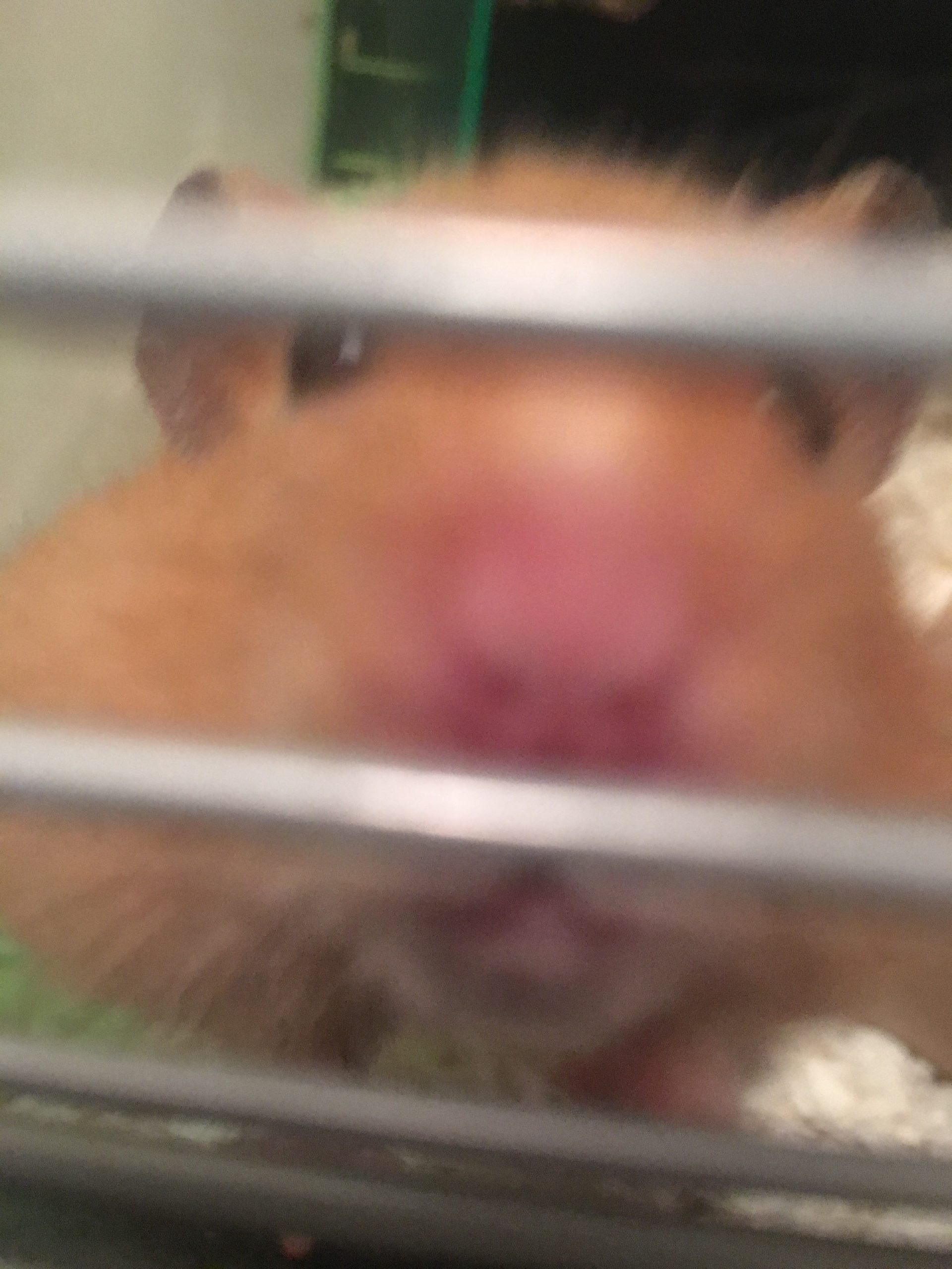 Shane the hamster, may he rest in peace