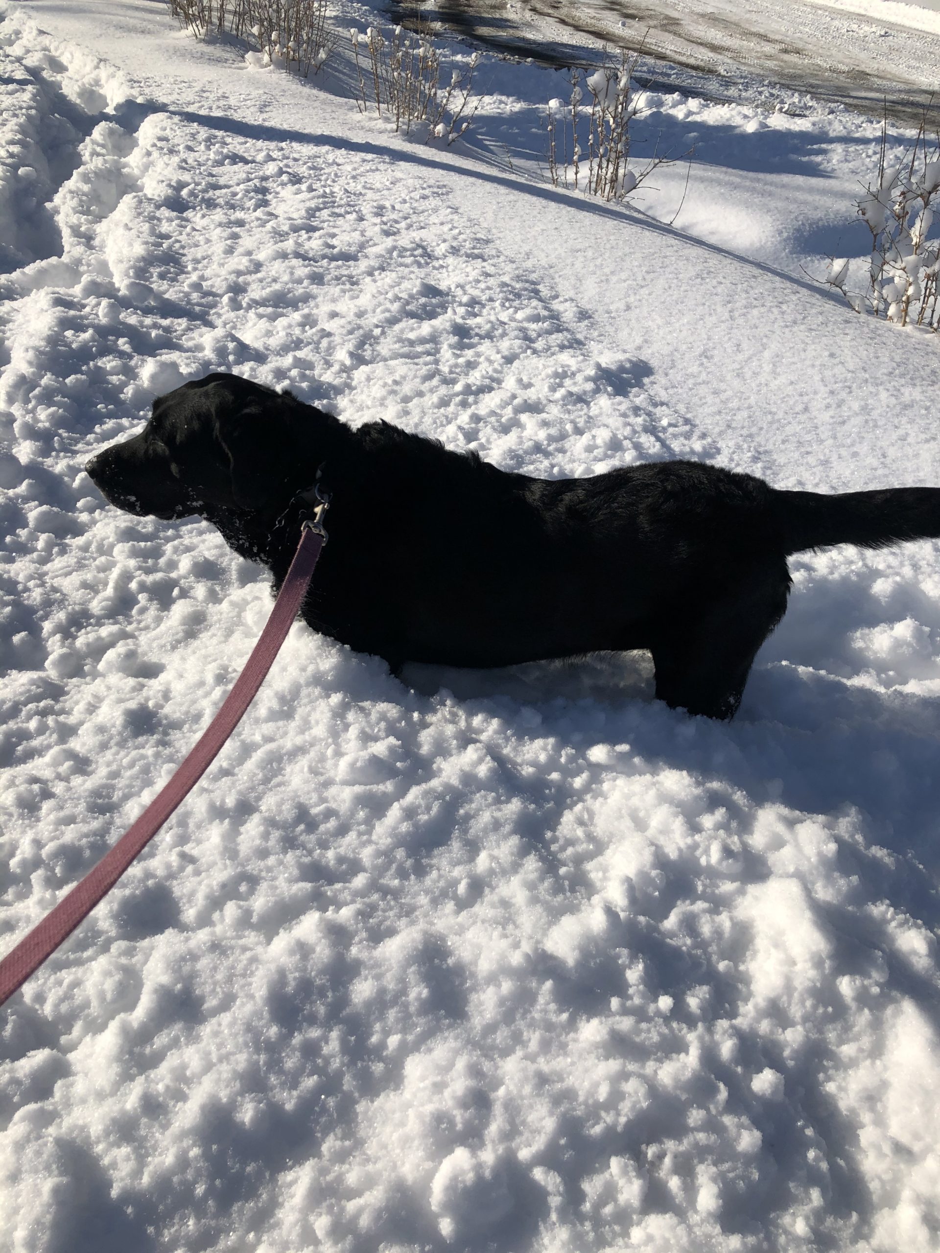 Proud dog mom. McKinley playing in the snow
