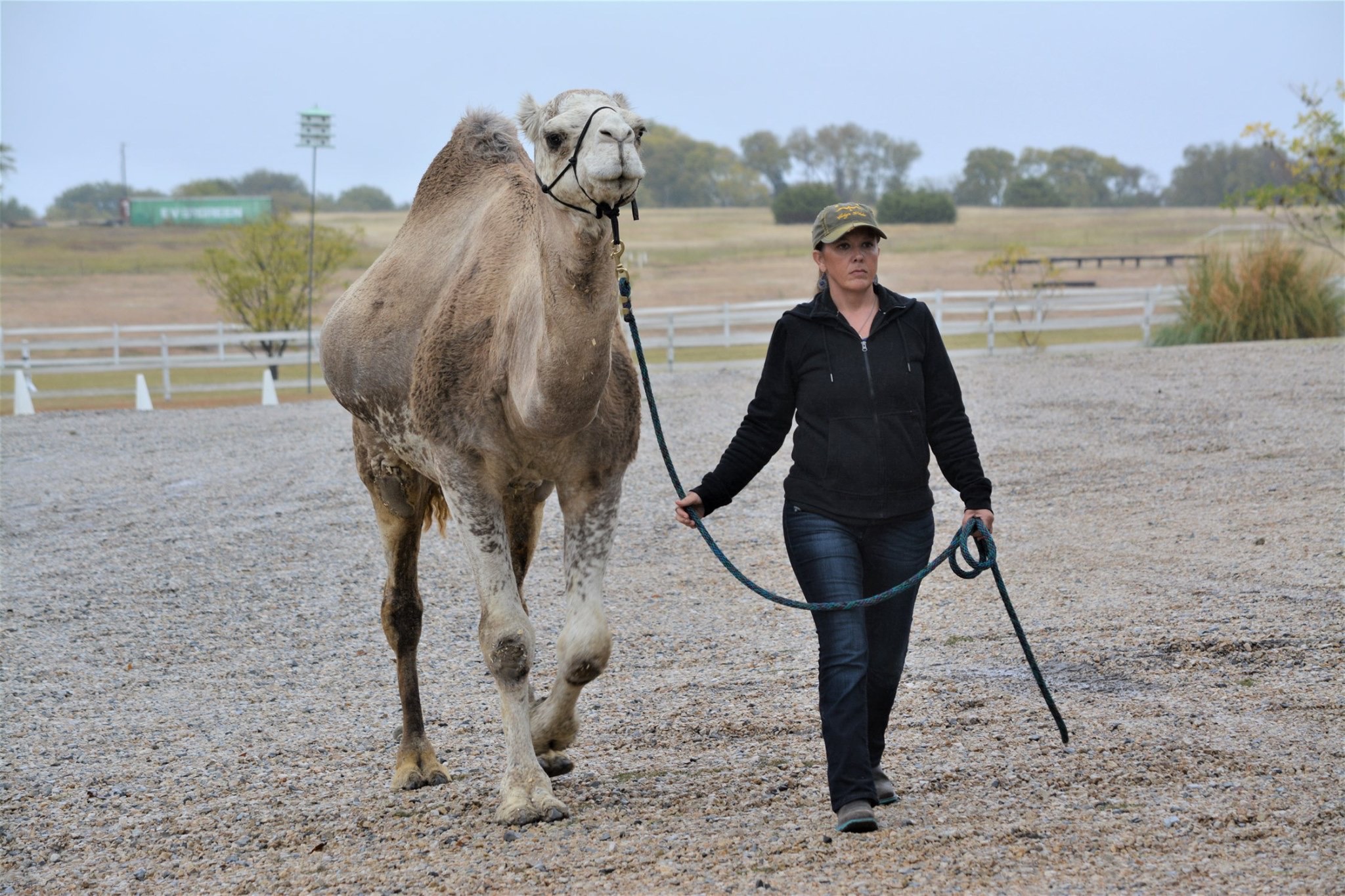 Me walking Buckwheat, one of our camels